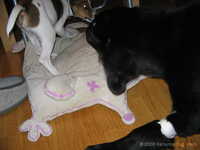  Odin&Aleena 005.jpg 